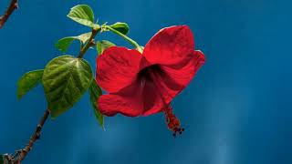 Shabat Praise & Worship Song Meditation