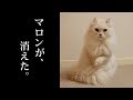 マロンが消えました。