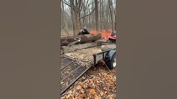 Moving a Black Walnut Log onto a trailer by Hand! #shorts
