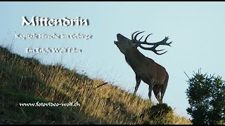 Hirschbrunft - Kapitale Hirsche im Gebirge