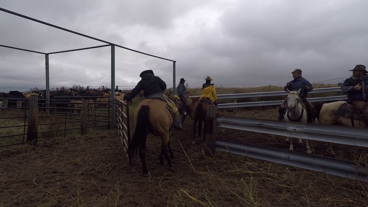 Working cattle at the ranch.