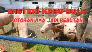 MISTERI KEBO BULE KOTORAN NYA JADI REBUTAN | HOROR