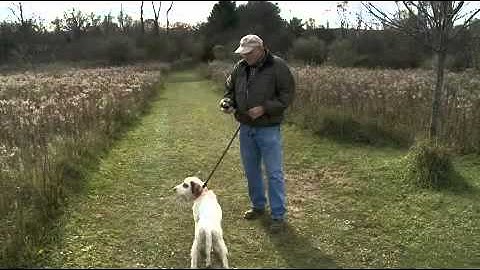 CanadaPets Video Series - WHOA AND STAY CLOSE