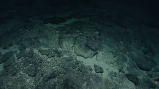 ROV Hercules Dive NA134 H1887 10 of 13 2021 11 22 10 24 27 481 UTC 49