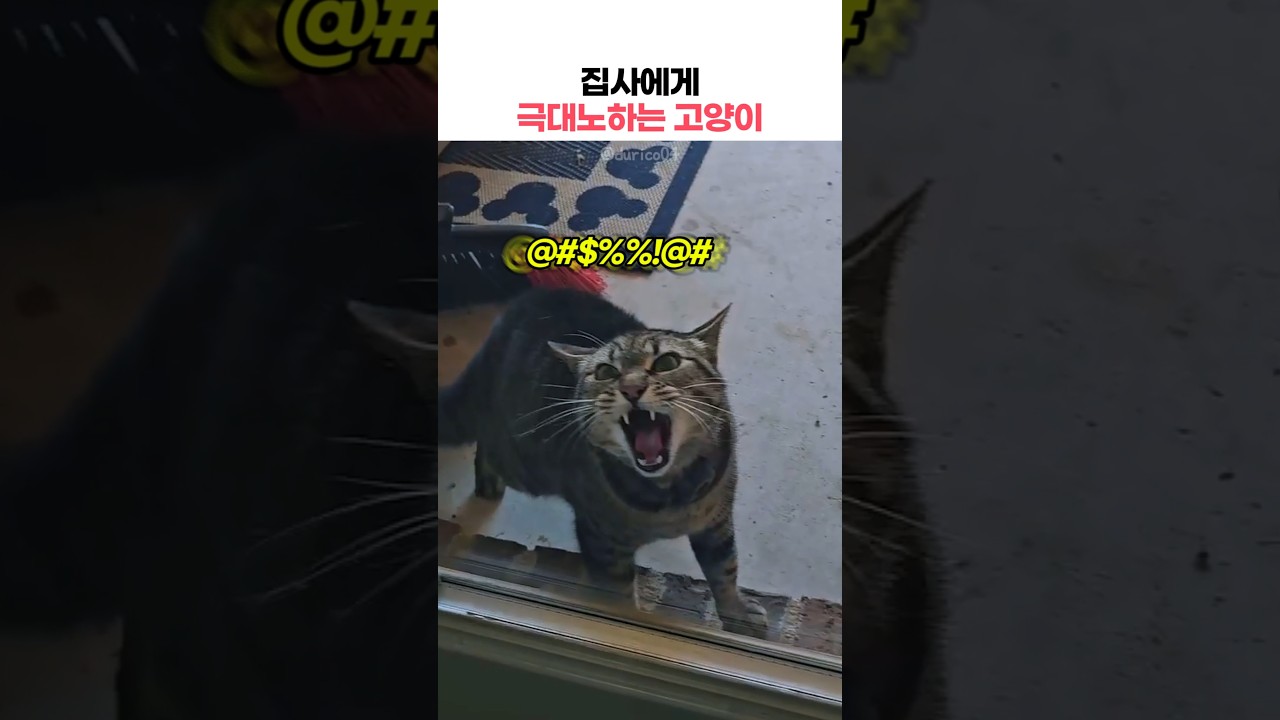왜 이렇게 화가 난 거야..ㅋㅋ #고양이