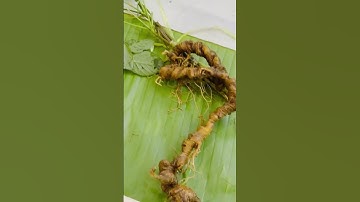 Củ sâm rừng đẹp xuất sắc siêu víp với nặng 338gr- già 42 năm tuổi - dài cong 65cm, bao kiểm định..