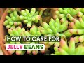 BEST TIPS | HOW TO GROW AND CARE FOR JELLY BEAN PLANT | SEDUM RUBROTINCTUM