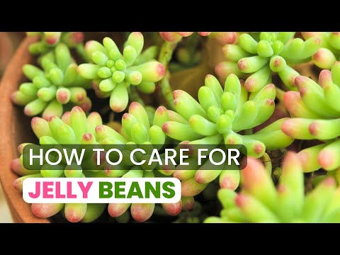 Video: Fapte despre plantele de Jelly Bean - Aflați despre cultivarea Jelly Bean Sedums