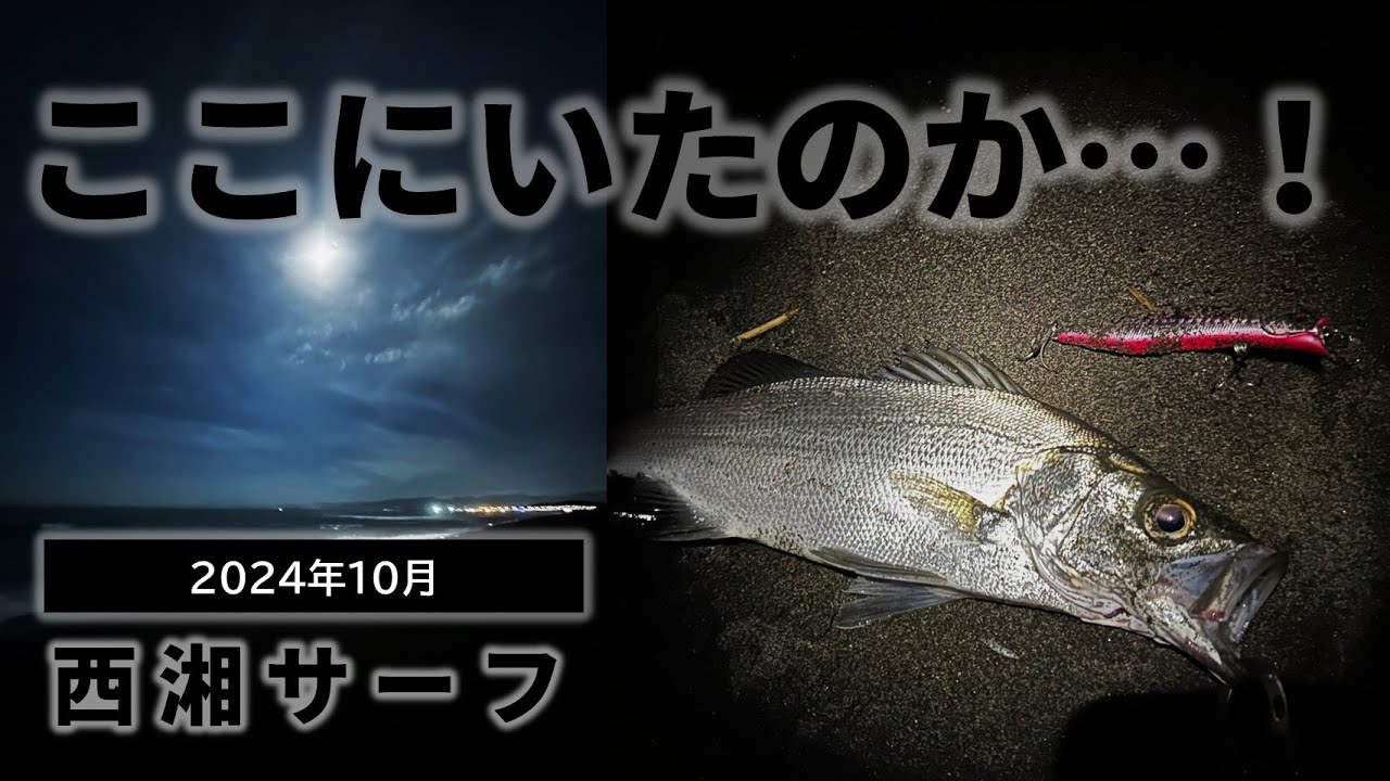 月がキレイな夜だなぁ【西湘サーフ】シーバス - YouTube