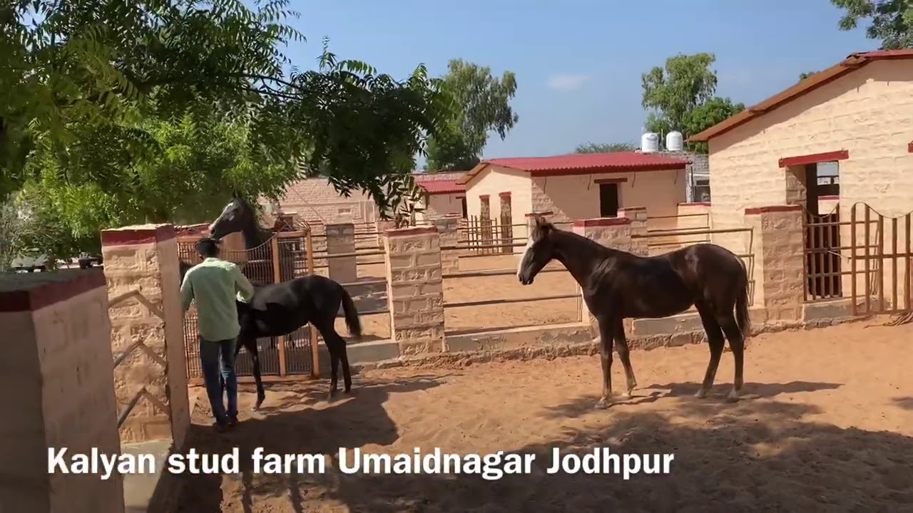 Stud Farm Design Best For Horses In India YouTube Stud Farm Design Best For Horses In India YouTube
