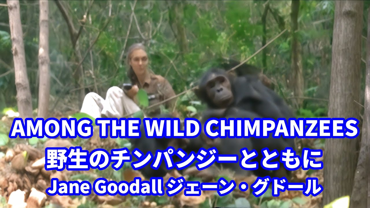 野生のチンパンジーとともに AMONG THE WILD CHIMPANZEES