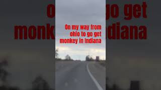 Timer for monkey
