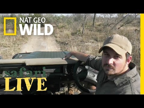 WATCH NOW: Safari Live | National Geographic - WATCH NOW: Safari Live | National Geographic
