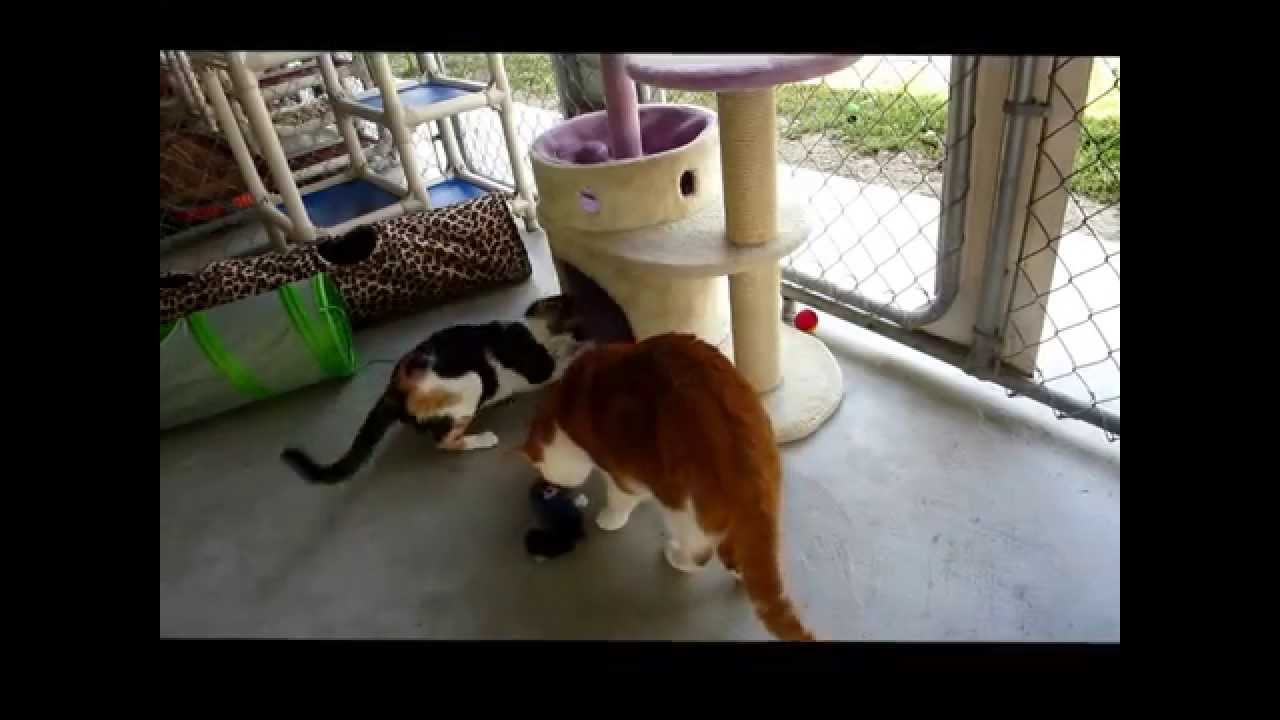 special needs animals for adoption near me Emily vs Toy