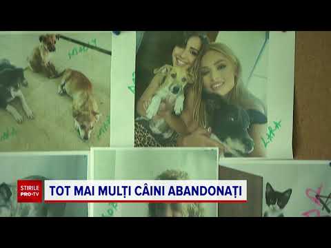 Video: Care sunt adăposturile pentru câini din Belgorod