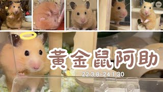 阿助鼠生の總質詢