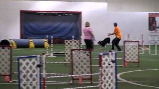 BLAZE BORDER COLLIE USDAA STEEPLECHASE ROUND 2 DOG AGILITY