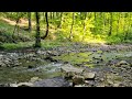 Gentle sounds of the May River with the singing of forest birds. 12 hours of video in 4K.