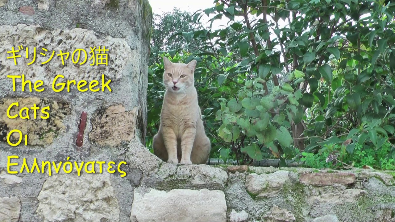 ギリシャ猫の遠吠え Greek Cat Howling Youtube ギリシャ猫の遠吠え Greek Cat Howling Youtube