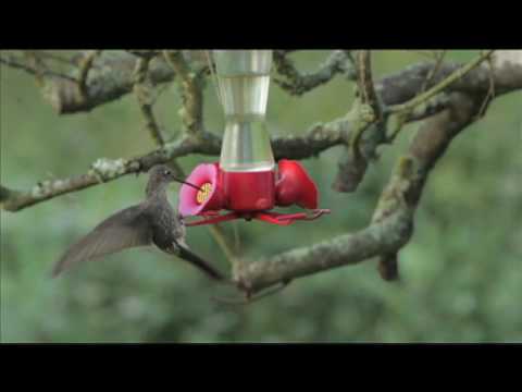 giant hummingbird in feeder youtube