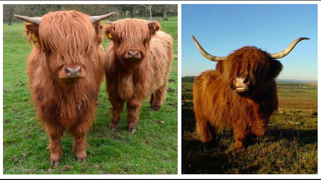 Animals with Amazing Unique Hair