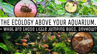 What Are Those Little White Bugs Jumping In Aquarium? The Food Web ABOVE your Fish Tank! Springtails