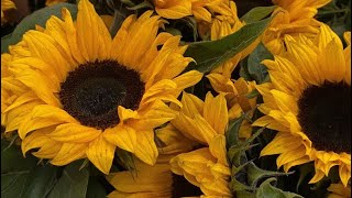 “My Sunflower” Chapter 1