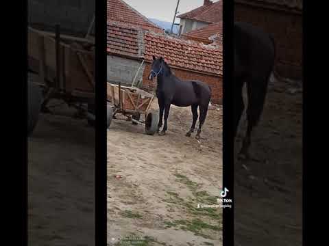 Видео: Холандска топлокръвна порода коне хипоалергенна, здраве и продължителност на живота