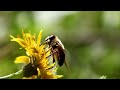 Canon 5D II Macro Video (Bee)