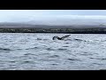 A pod of humpback whales swam right beside me on my standup paddleboard near Waikaloa Hawaii