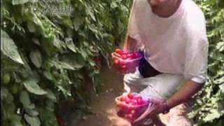 シシリアンルージュ　誕生秘話