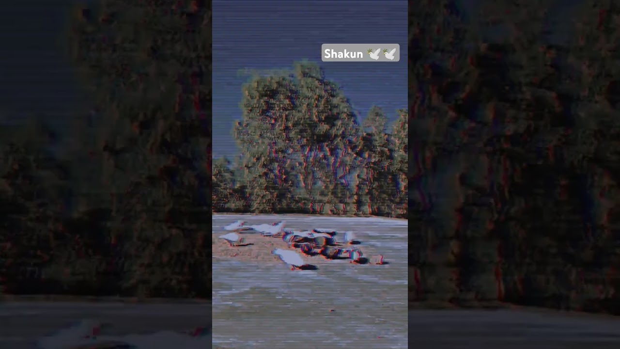 Pigeon 🕊️🕊️🕊️