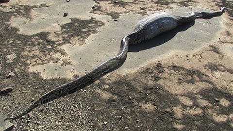 SNAKE (python) SWALLOWS porcupine. Watch to see what happens next?
