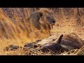 Lions vs Hyenas | BBC Earth