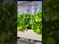 hydroponic lettuce