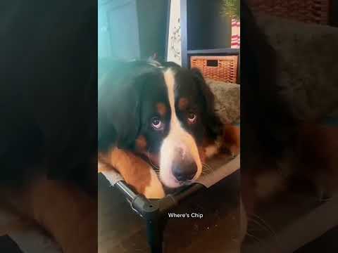 Dogs being idiot part 40 #funnydog #funnypet #cutedog #dog #pets