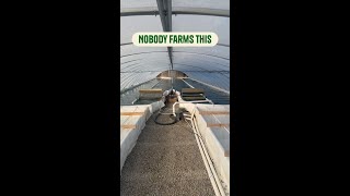 Why Almost Nobody Farms Fresh Spirulina