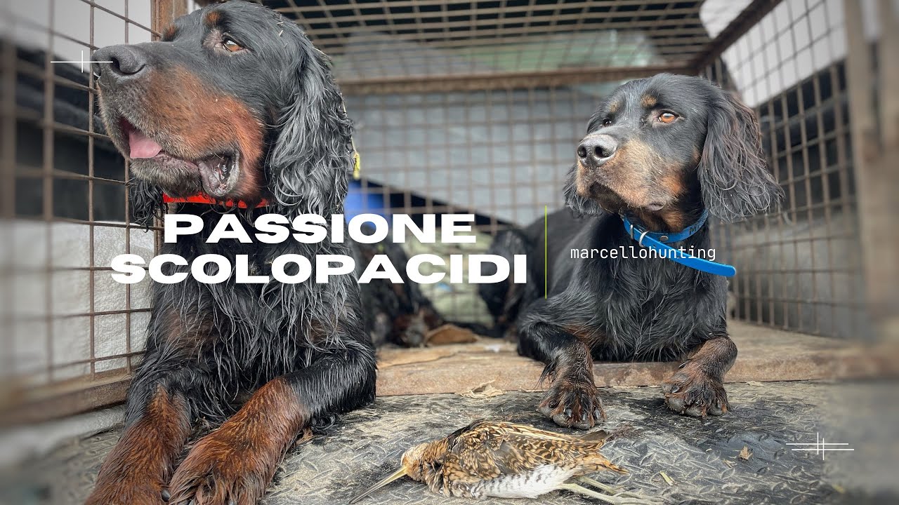 Caccia agli Scolopacidi con i Setter Gordon-Snipe Hunting
