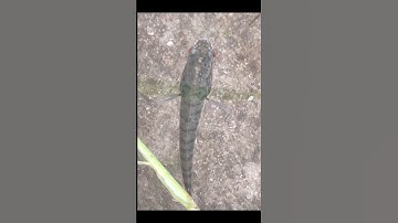 Cá Lóc Đồng Mùa Nước Lũ