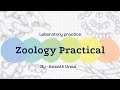 🔬Amoeba proteus | Zoology Practical Class | By Dr. Azmath Unisa | Professor of Zoology