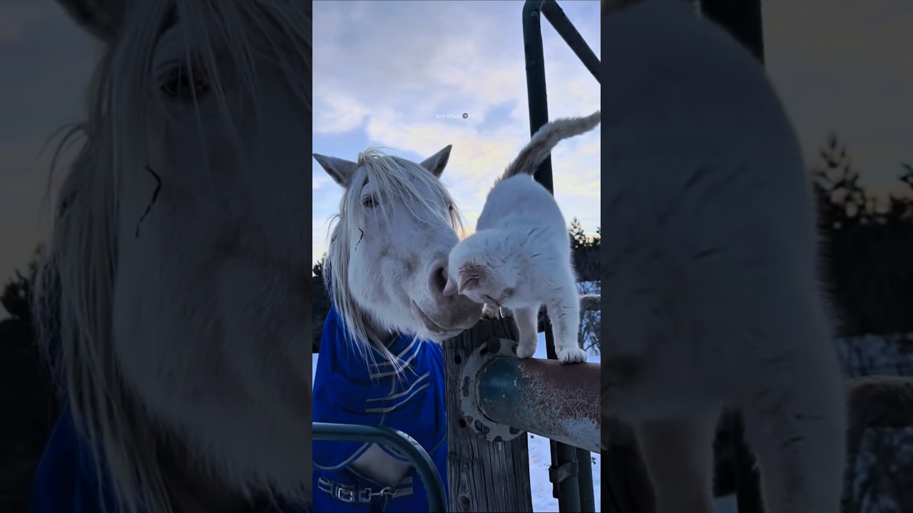 Cats, dogs, pets, animal lover 😘❤️😍 