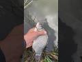 Big fish release #fishing