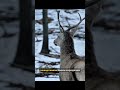 Жизнь в Альпах | 4 Часть | #животные  #animals  #wildlife  #alps  #shorts