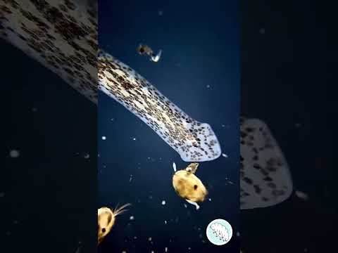 pleneriya under microscop ||#shorts