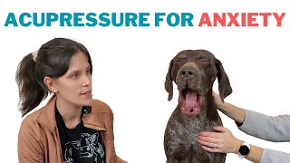 Acupressure for Dogs - Anxiety & Stress