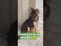 हरकतें सुधरने का नाम नहीं ले रही।। Lebrador video and German shepherd puppies reels