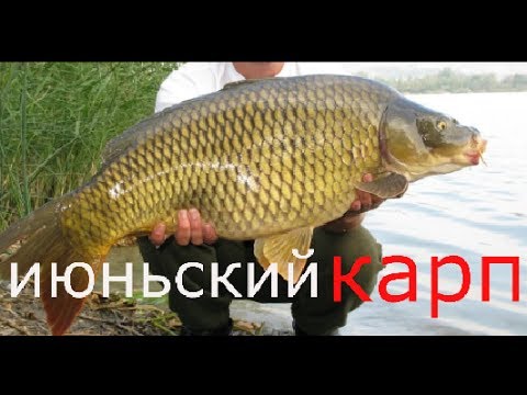 Ловля карпа в июне, бонус КАРАСЬ на 1, 7 кг - YouTube