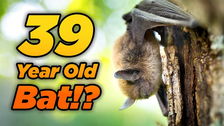 How Long Can Bats Live?