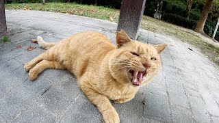 【老猫】声がかれた茶トラ猫が必死に何かを訴えながらついてきた