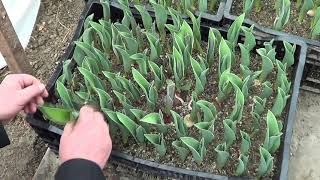 видео: Выгонка тюльпанов. Теплицы наших клиентов 1 картинка: Выгонка тюльпанов. Теплицы наших клиентов 1